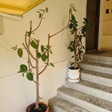 Lara's Apartment
